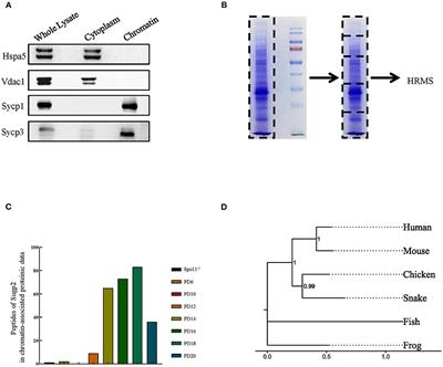 Chromatin-Associated Protein Sugp2 Involved in mRNA Alternative Splicing During Mouse Spermatogenesis